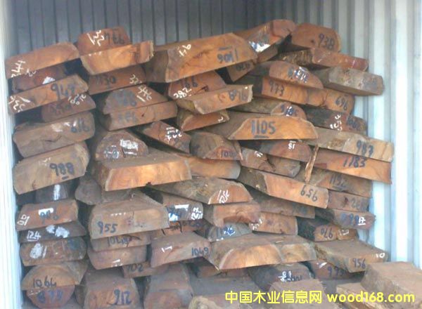 ������֦/madagascariensis /С�~�t̴��Ԕ����B