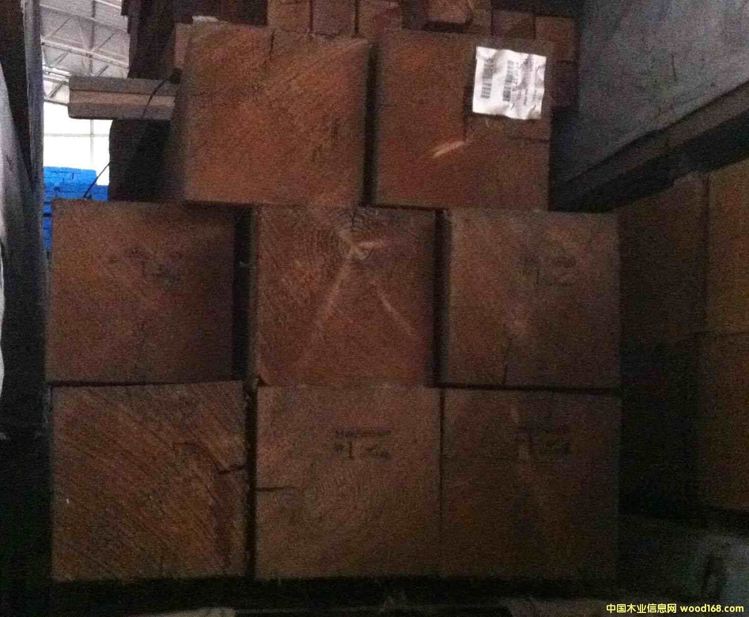 花旗松的詳細(xì)介紹