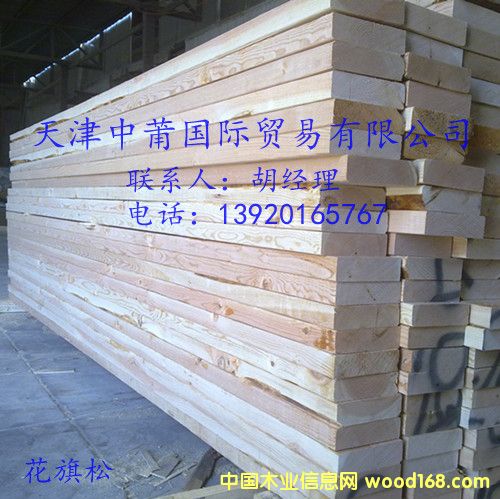 花旗松的詳細(xì)介紹