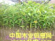 �������Ԕ��(x��)��B