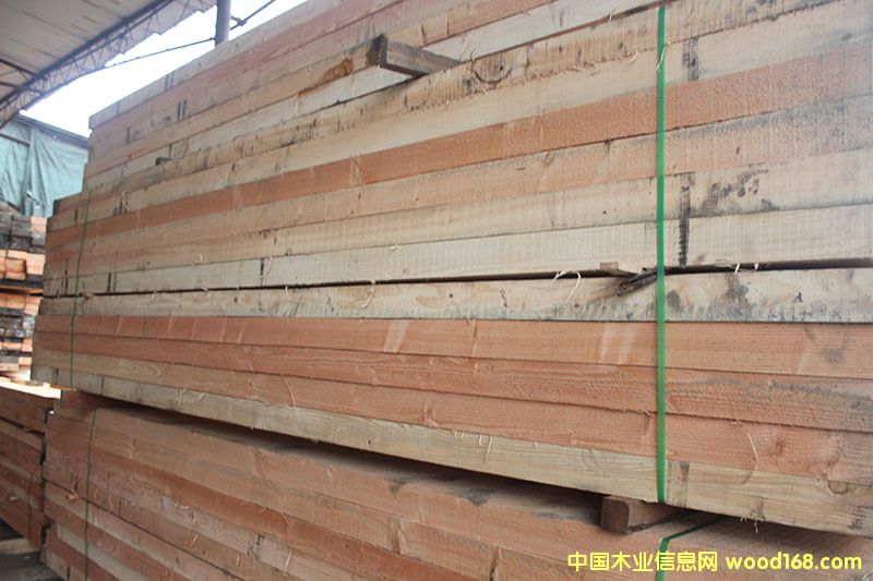 花旗松的詳細介紹