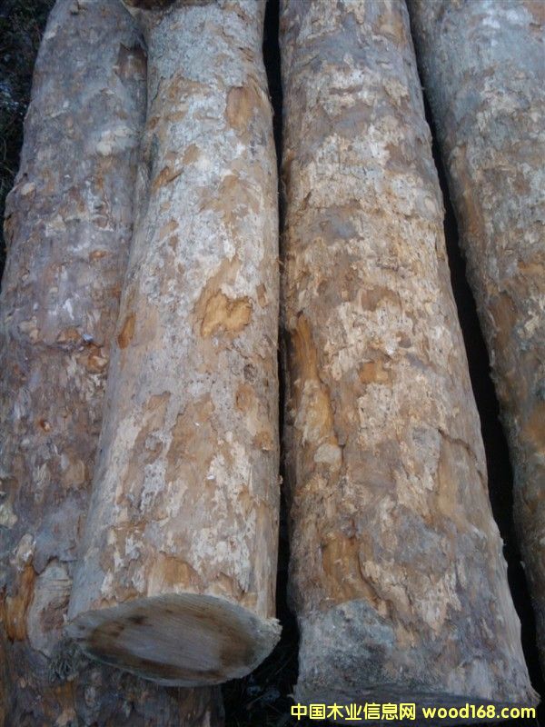 金絲楠木的詳細(xì)介紹