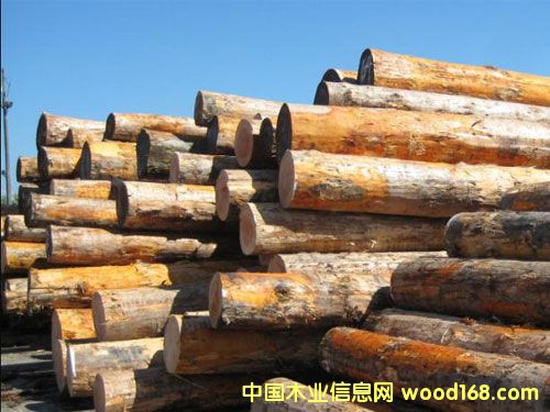 花旗松原木的詳細(xì)介紹