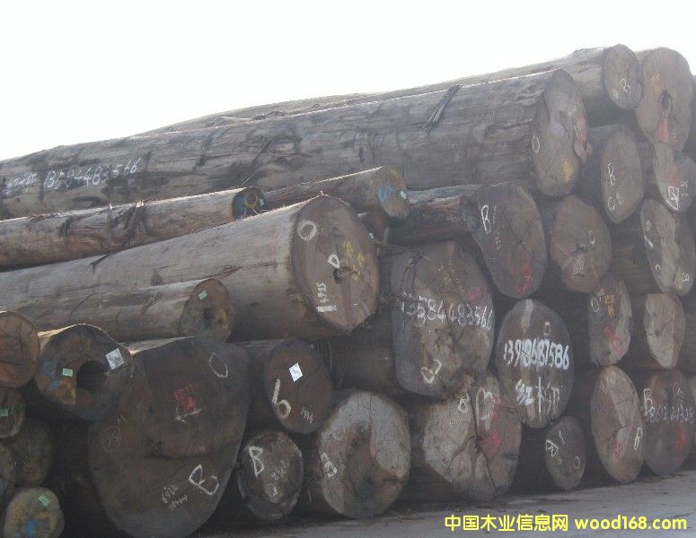 柳桉木原木的詳細(xì)介紹