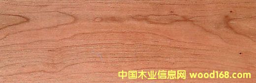 櫻桃木的詳細(xì)介紹
