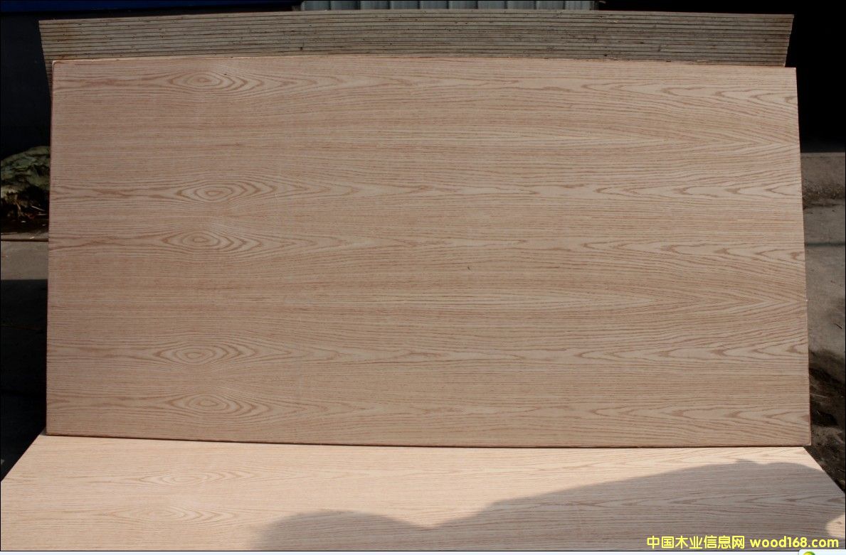 紅橡的詳細(xì)介紹