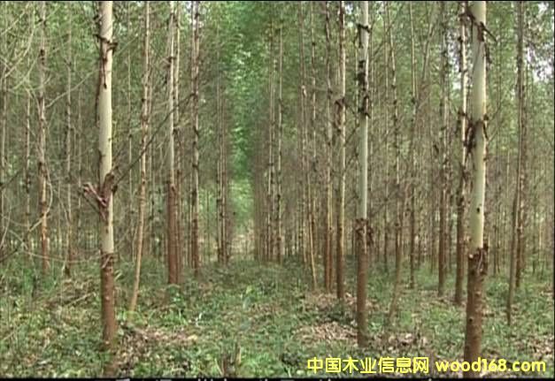 ������(y��u)�|(zh��)���ԭľ��Ԕ��(x��)��B