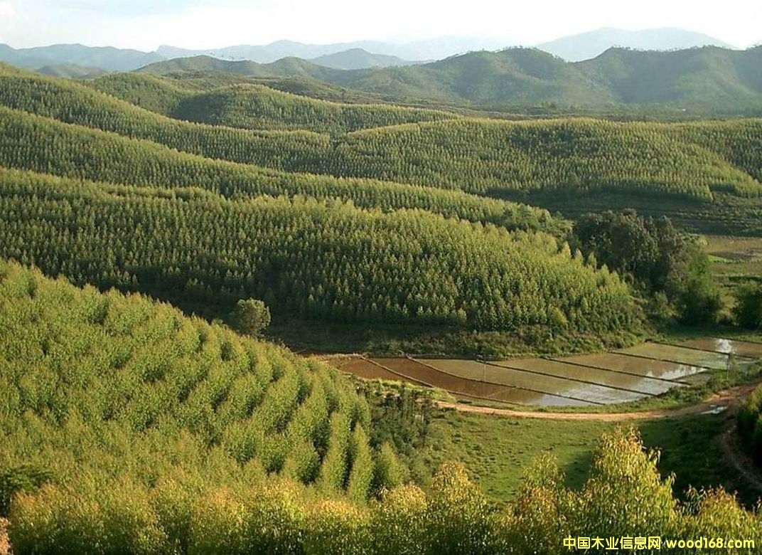 ������(y��u)�|(zh��)���ԭľ��Ԕ��(x��)��B