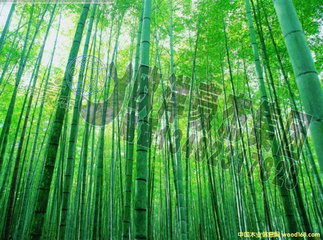 [��] �F��3000��ë�񹩑�(y��ng) ��� �����