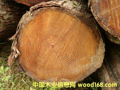 紅椿原木的詳細(xì)介紹