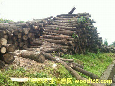 桐木原木的詳細(xì)介紹