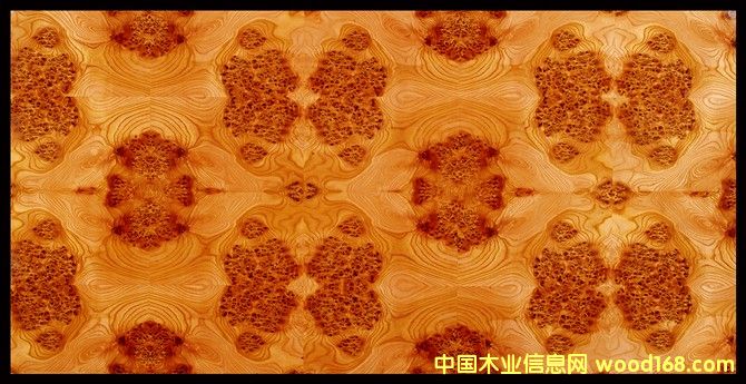 榆木樹榴的詳細(xì)介紹