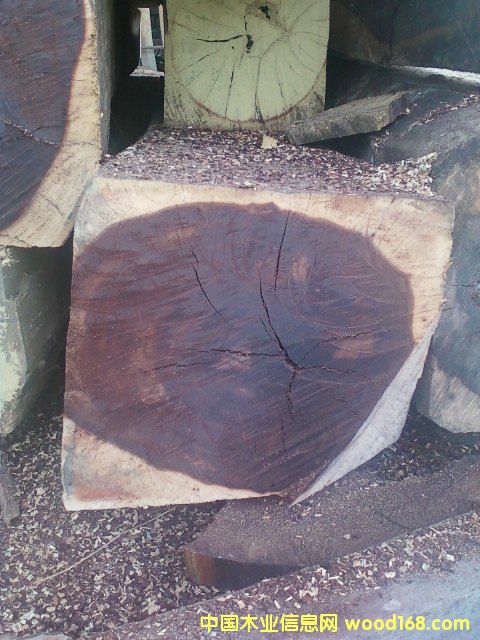 微凹黃檀的詳細(xì)介紹