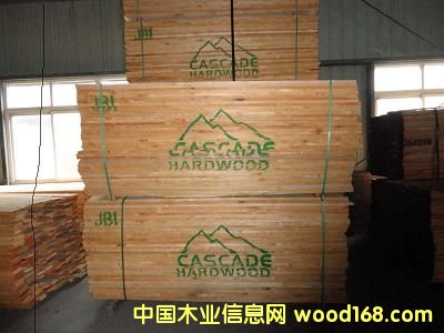 硬楓的詳細介紹