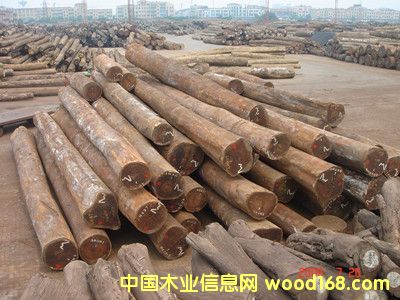 非洲柚木的詳細(xì)介紹