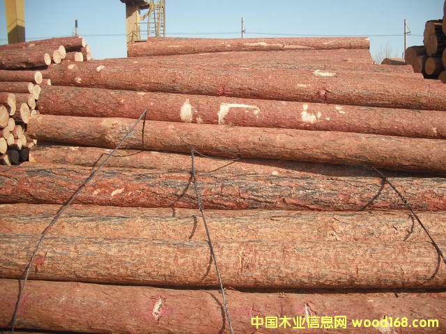 落葉松的詳細(xì)介紹