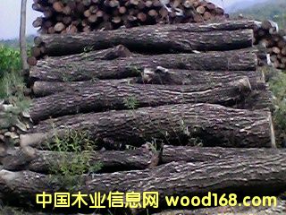 柳木的詳細(xì)介紹