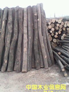 槐木1的詳細(xì)介紹