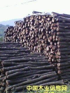 槐木2的詳細(xì)介紹