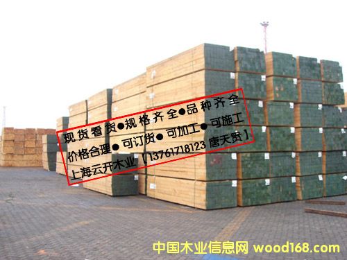 鐵杉木的詳細介紹