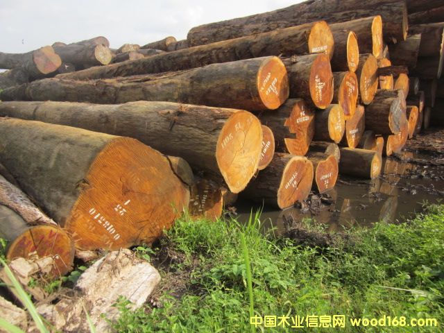 Bilinga �͵�ľ�������Sđľ