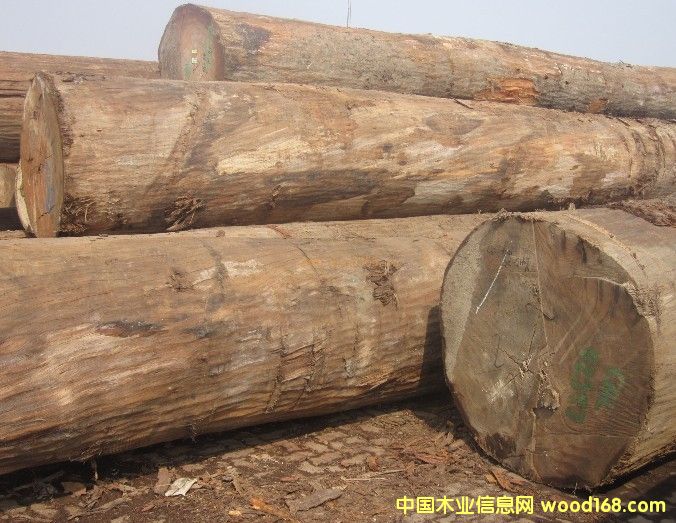 ���ǹ���Calophyllum)