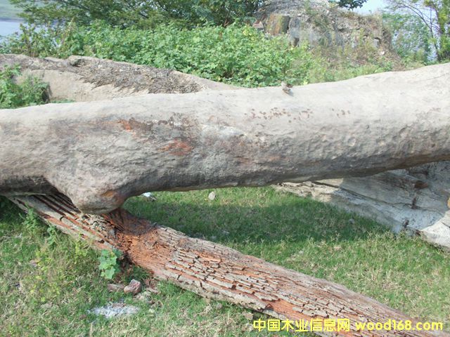 ꎳ�ľ48��Ԕ��(x��)��B