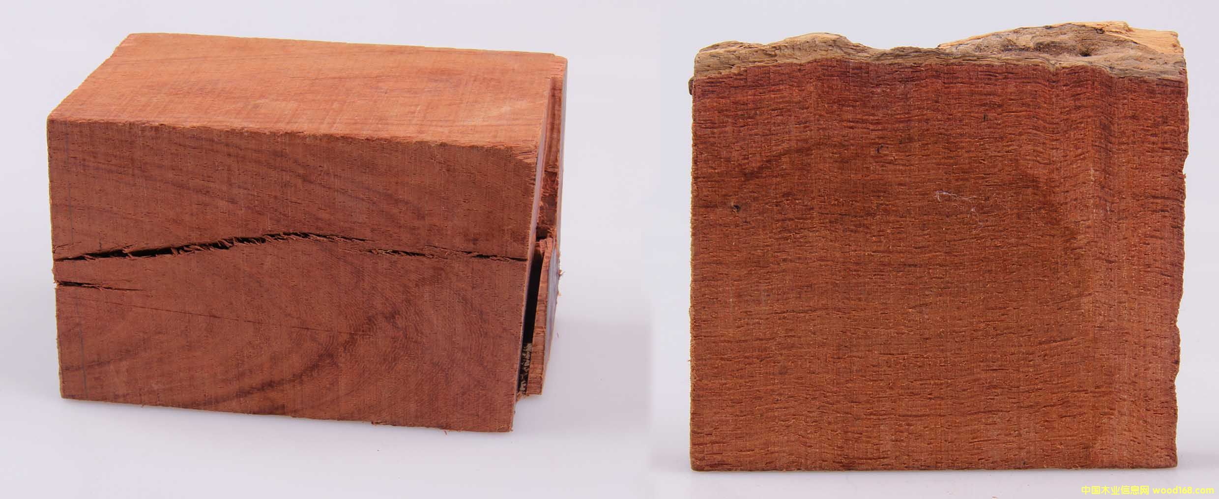 花梨木的詳細(xì)介紹