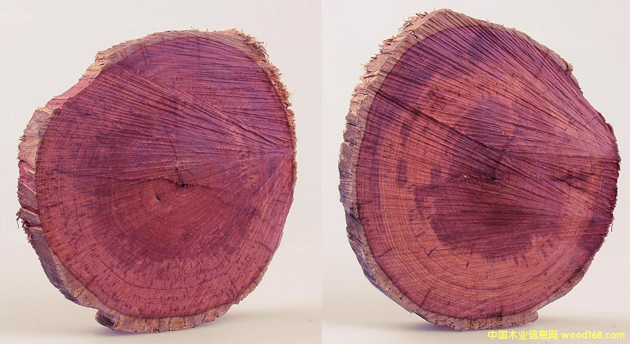 酸枝木的詳細(xì)介紹