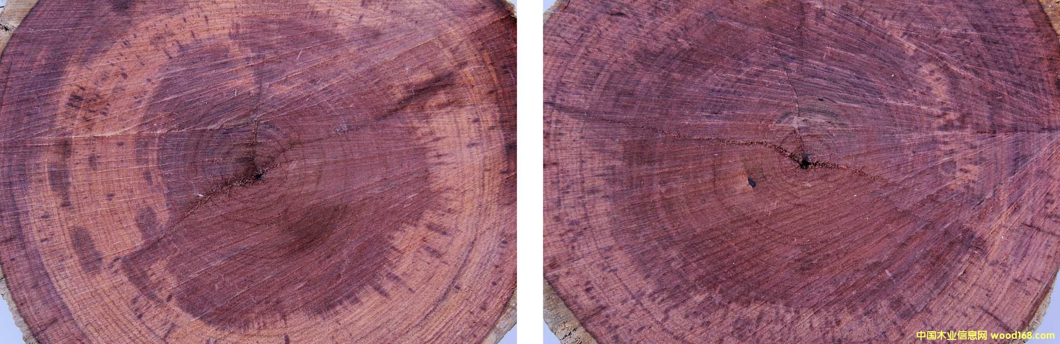 酸枝木的詳細(xì)介紹