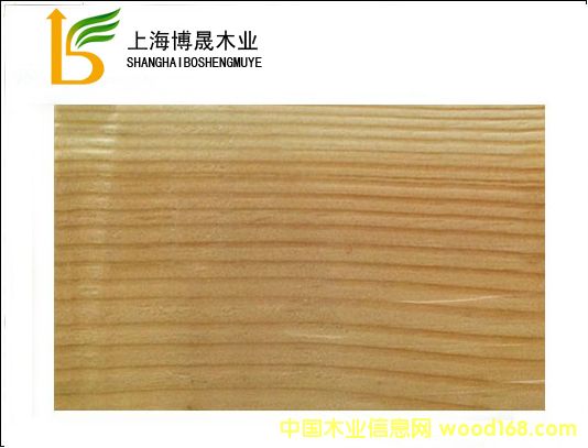 花旗松的詳細介紹