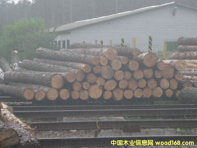 ����(y��ng)�W����ľ���(gu��)�ֈ�(ch��ng)ֱ��