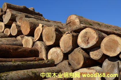 灰桑木的詳細(xì)介紹