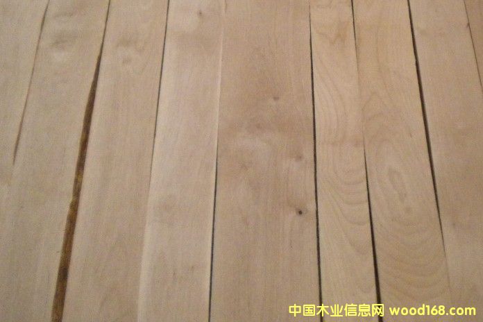 赤樺木的詳細(xì)介紹