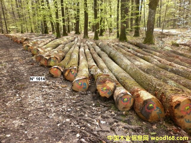 �W�� ������ľ��Ԕ����B