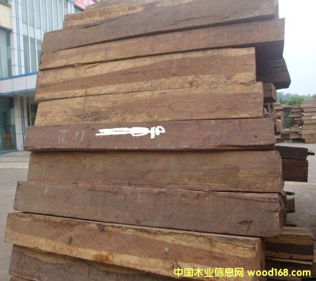 花枝的詳細(xì)介紹