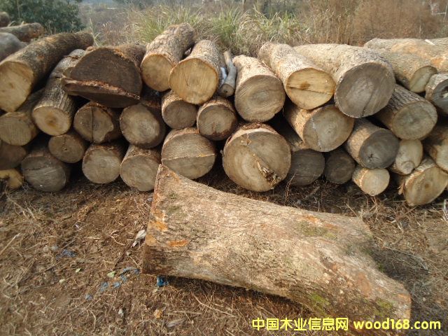 ����ľ ����ľľ�ĵ�Ԕ����B