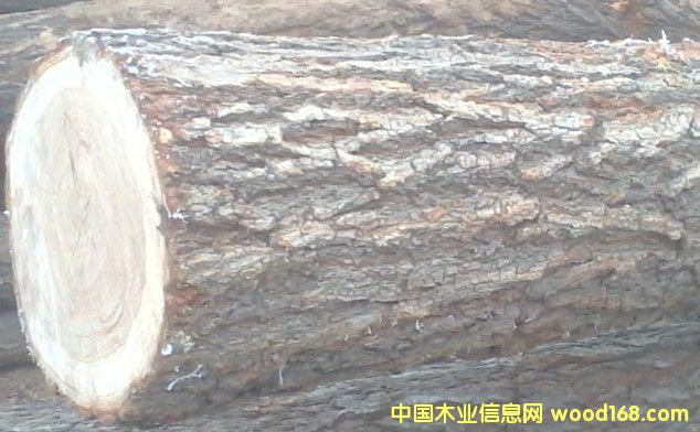 榆樹的詳細(xì)介紹