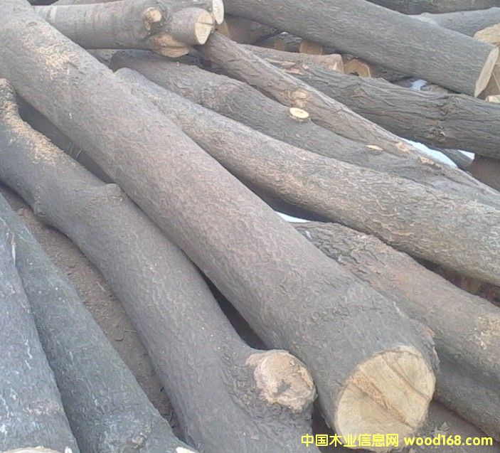 椿木的詳細(xì)介紹