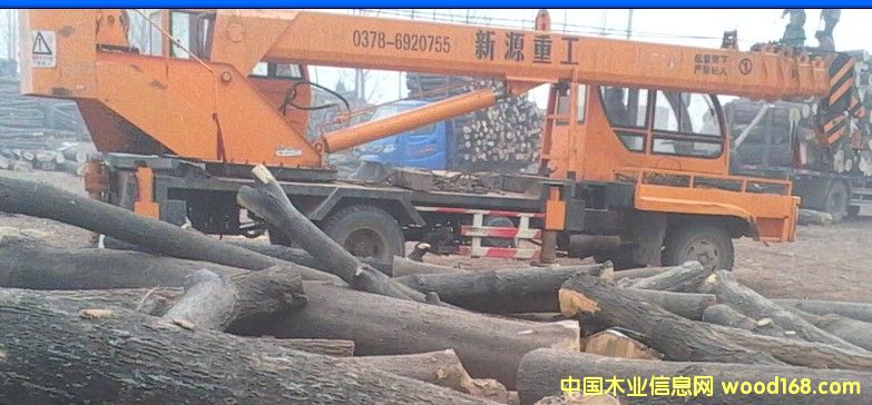 椿木的詳細(xì)介紹