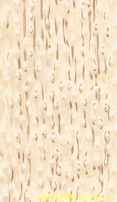 ���l(f��)�Fľ��ߙn������ľƤ �¿�ľƤ�Ӱ� ����ľƤ�S��