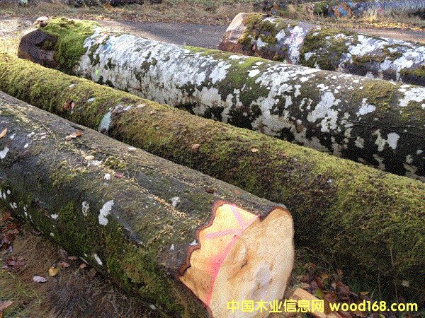 ����ľ��Ԕ����B