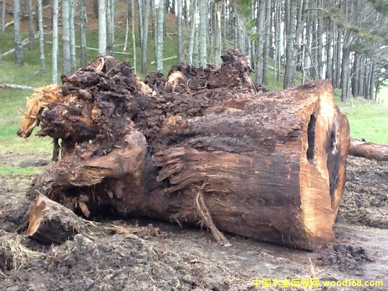 �����mؐ��ɼ���