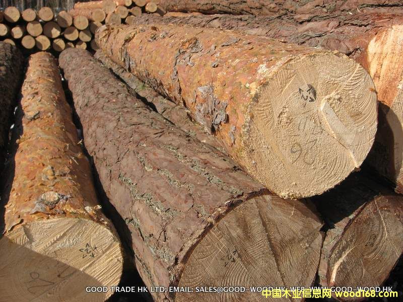 �����m���ɘ�(sh��) (Pinus Silvestris)��Ԕ��(x��)��B