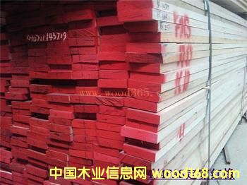 紅橡的詳細(xì)介紹