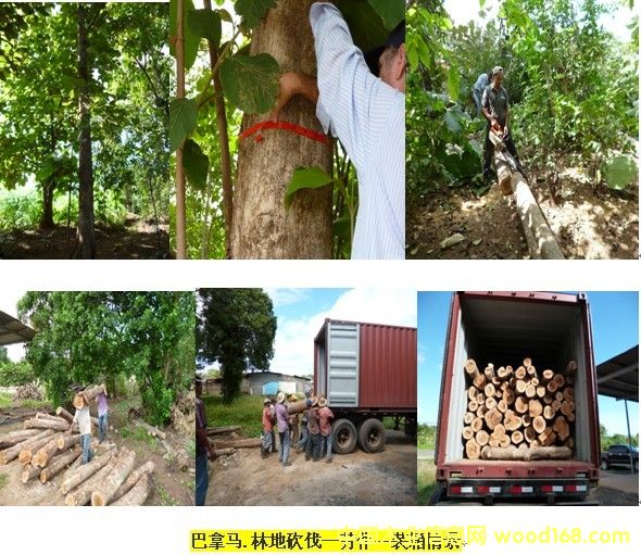 �����R��ľԭľ��Ԕ����B