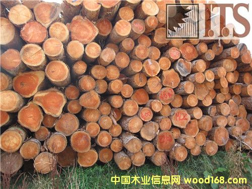 ������ԭľ��Ԕ��(x��)��B