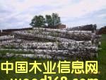 樺木原木的詳細(xì)介紹