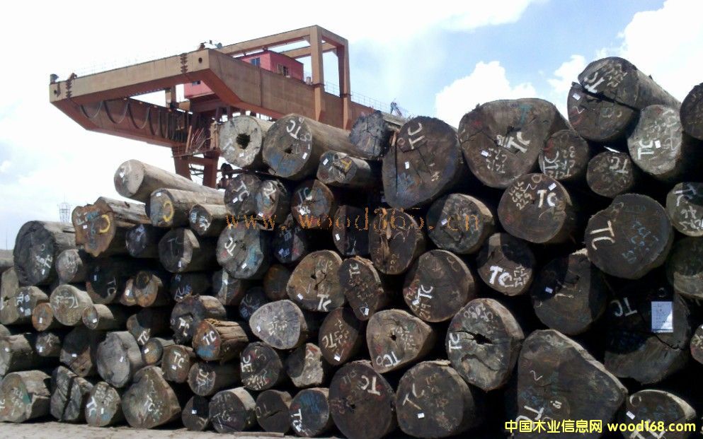 山樟木的詳細(xì)介紹