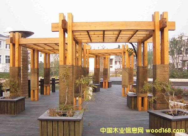 樟子松的詳細(xì)介紹